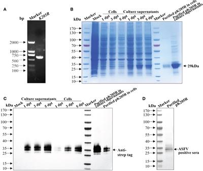 A highly efficient indirect ELISA and monoclonal antibody established against African swine fever virus pK205R